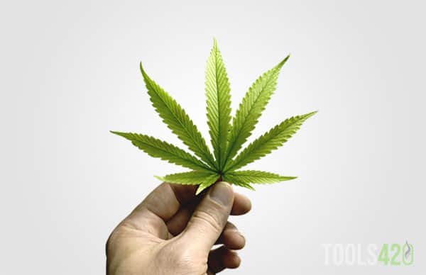 Cannabis Leaf In Hand